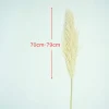 Testa di Fiore di Pampa Colore Naturale 70-79 cm