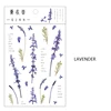Lavanda
