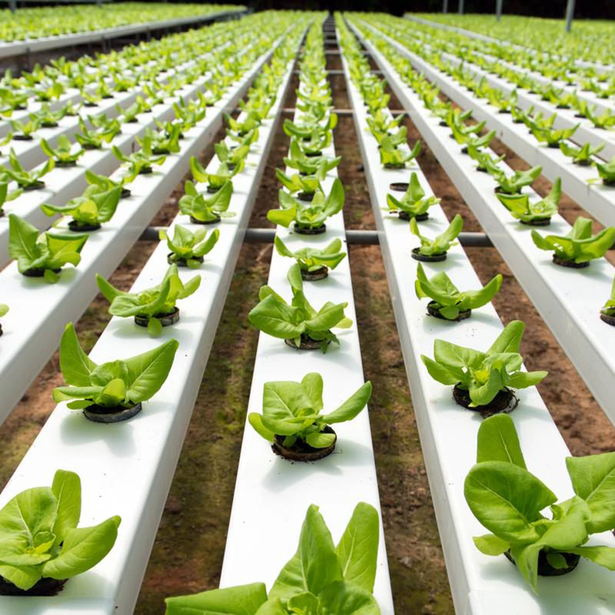 System for Nft Growing Systems Pvc Pipe Hydroponic Planting Gutter for Growing Vegetables Plastic Grow Trough