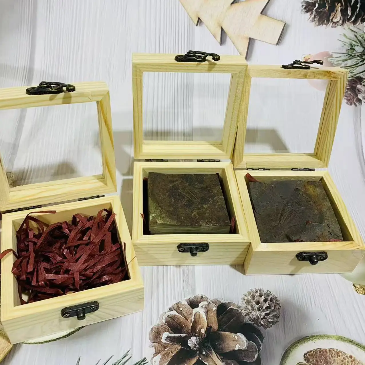 Wholesale Price Natural fossil Science Popularization Gifts Trilobite in Box for Collection Gift