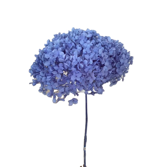 Dried Anna Hydrangea flowers wholesale pure white hydrangea wedding flower big bunch Preserved Hydrangea for Events Decoration