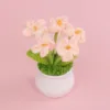 Skin color Myosotis sylvatica (5Head wrapped) small pot plant