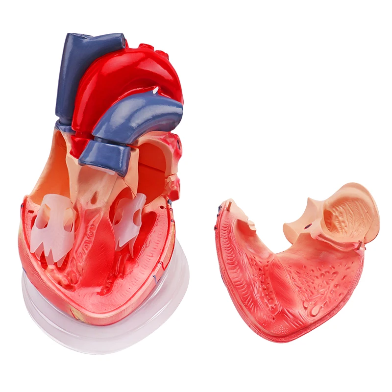 
 Модель человеческого сердца 5 раз с прозрачным нижним цветом медицинская Кардиология Анатомия обучающая модель  