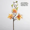 Fortune star magnolia-champagne