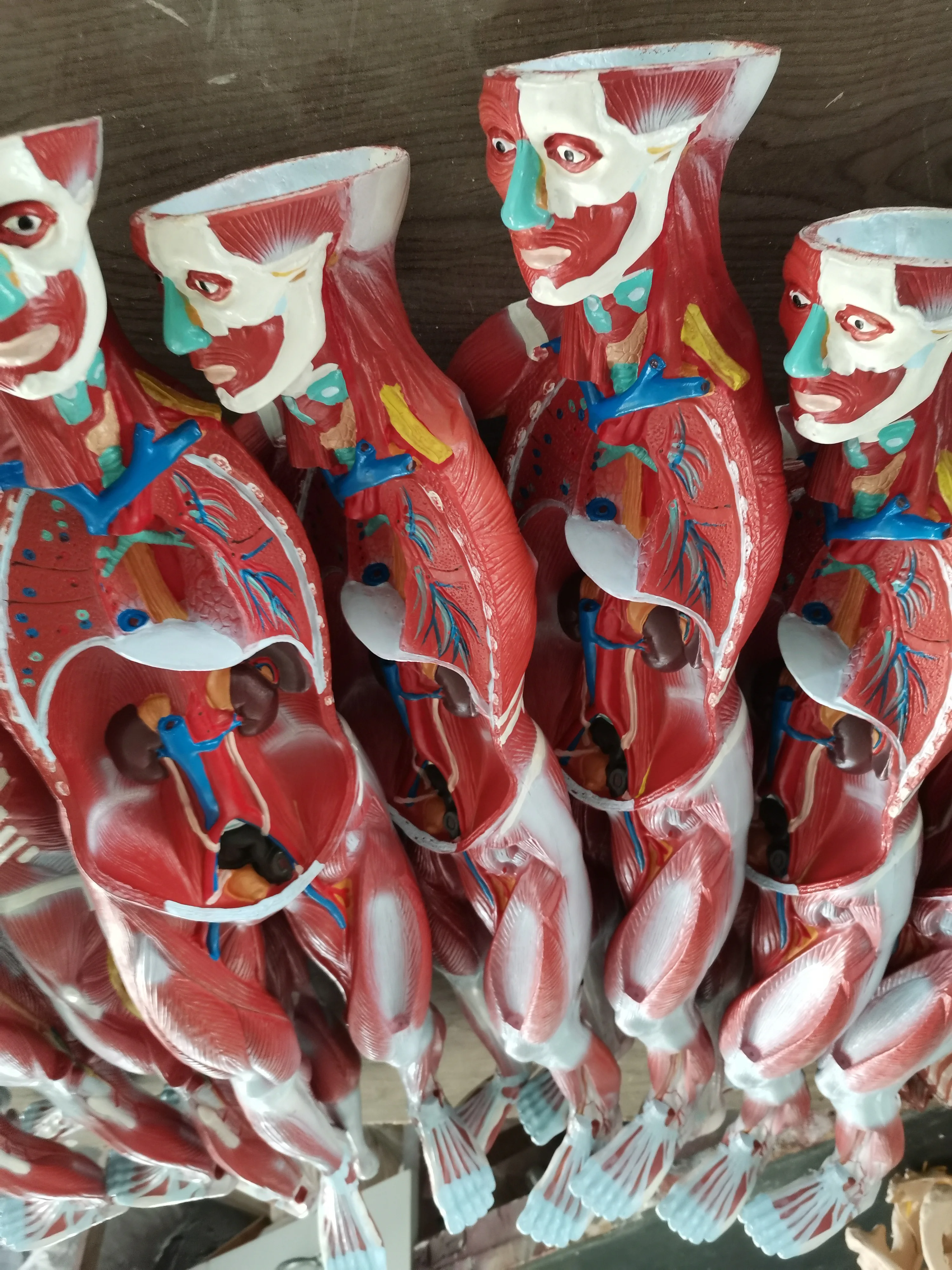 Мышца человеческого тела прикреплена с помощью модели внутренних органов 80 см модель распределения мышц в человеческом теле