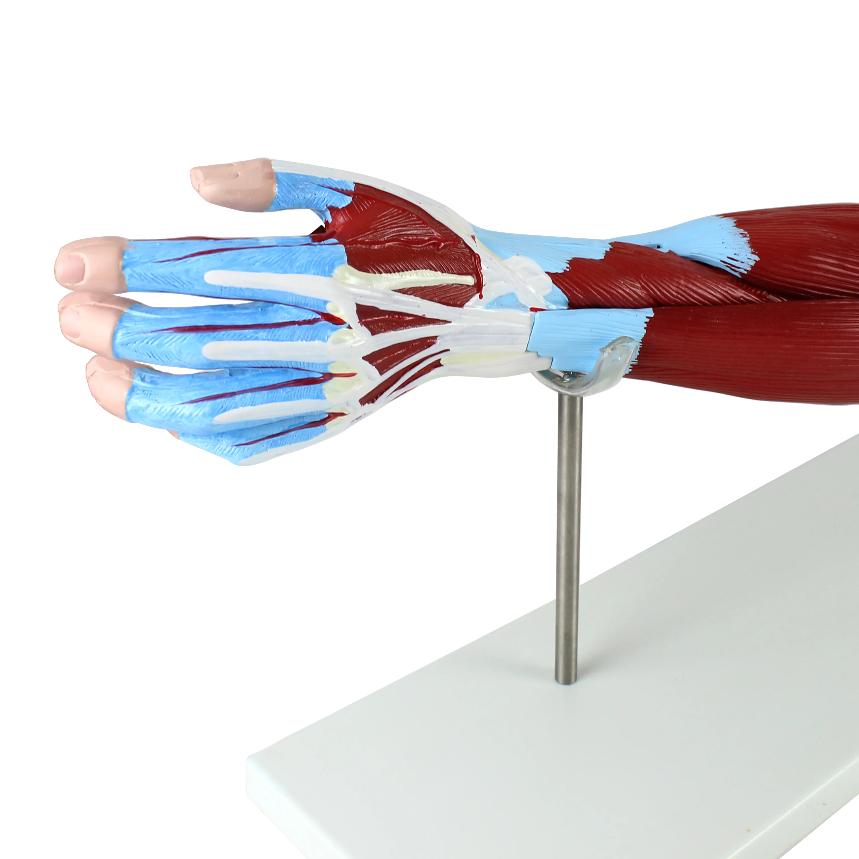 7 Parts Human Anatomical Arm Muscles Model With Main Vessels and Nerves ...