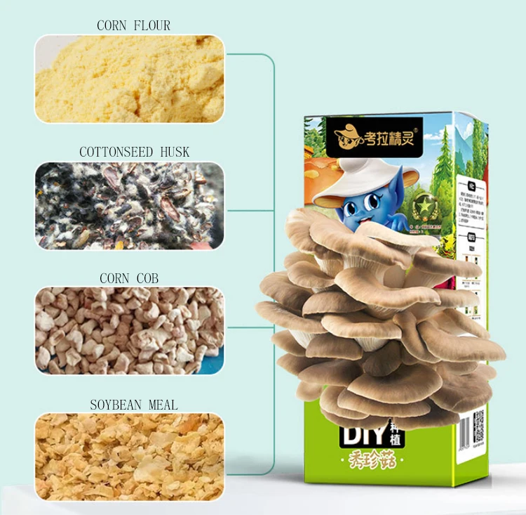 Wholesale Mushrooms Growing Kit Oyster Mushroom Grow Kit Buy