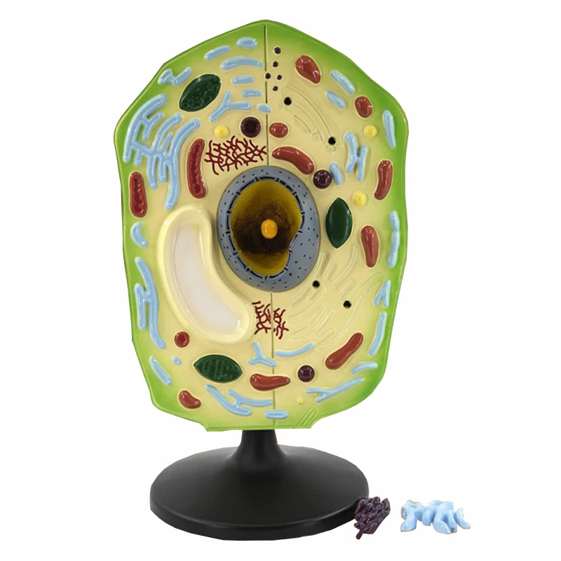product teaching resources medical science plant cell model-3
