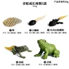 5-Piece Frog Life Cycle Set