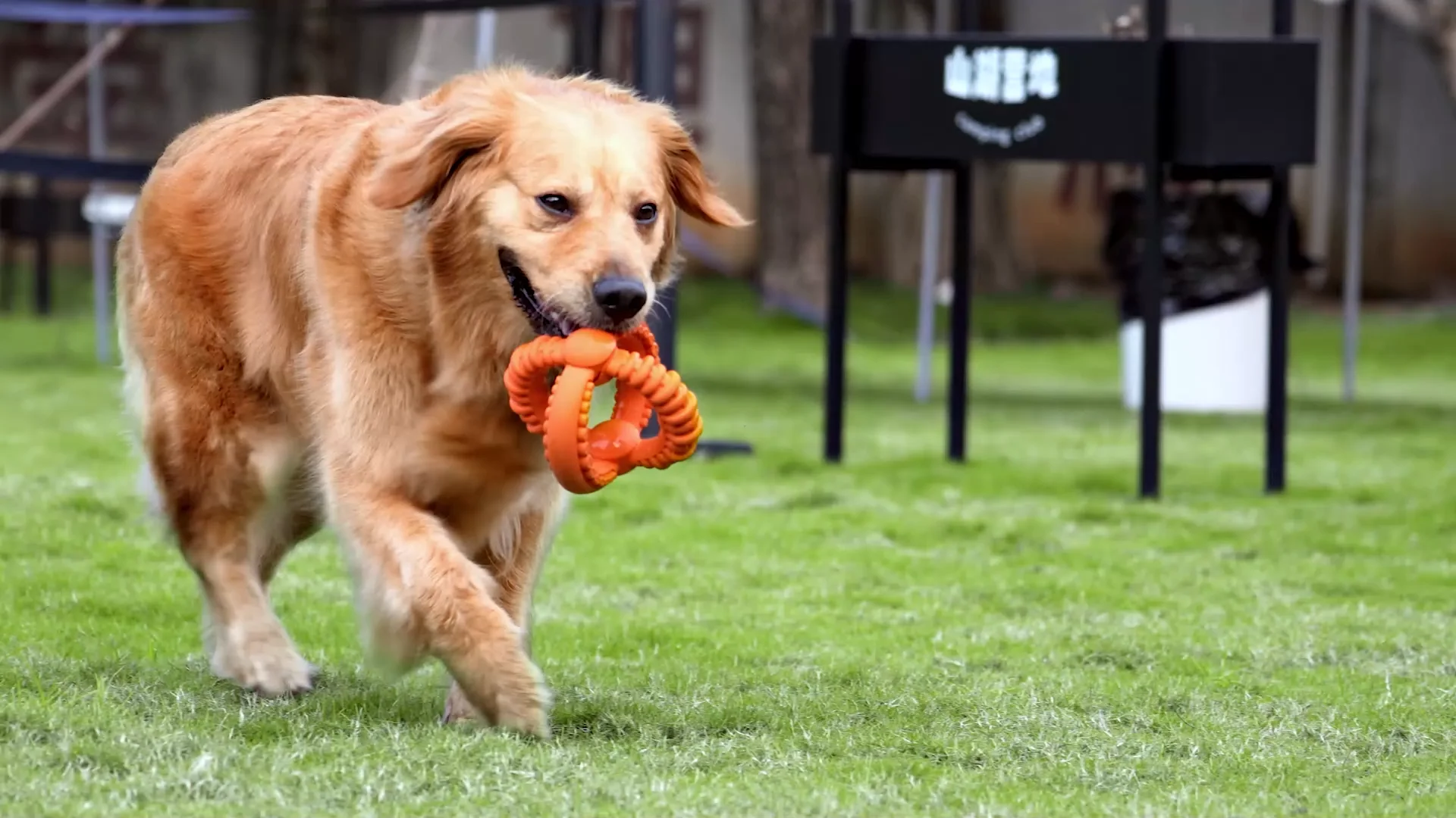 Ifurffy Natural Rubber Dog Chew Toy New Arrival Multicolored Monkey