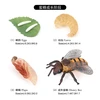 2443 Ciclo de vida de la abeja grande