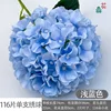 116 กลีบต่อดอกไฮเดรนเยีย สีฟ้าอ่อน