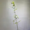 150cm bamboo