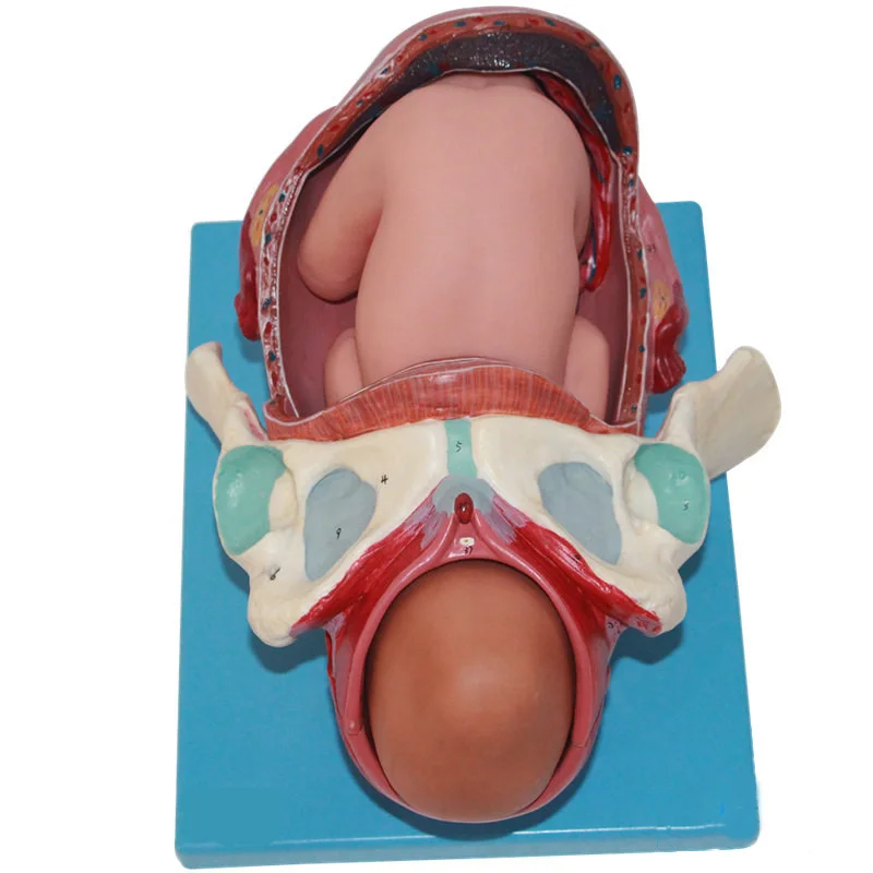Detachable Anatomical Model of Full-Term Fetal Delivery Model of Neonatal Delivery Process