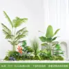 Modèle Ac-plante vert palmier areca