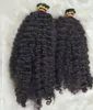 burmese curly