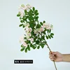 Grand rose
