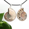 Conch fossil pendant