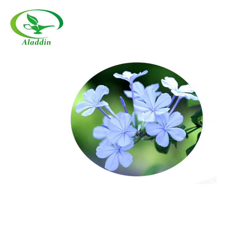 Pure Natural Murraya Paniculata Extract Eugenol Buy Eugenol Eugenic Acid Clove Essential Oil Extract Product On Alibaba Com