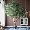 Olivo de 230 cm