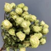 Burbuja estrellada 1 manojo 10 ramas