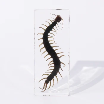 Hot Selling Taxidermy Animal Real Insect Centipede Resin Specimen Educational Tools for Collection