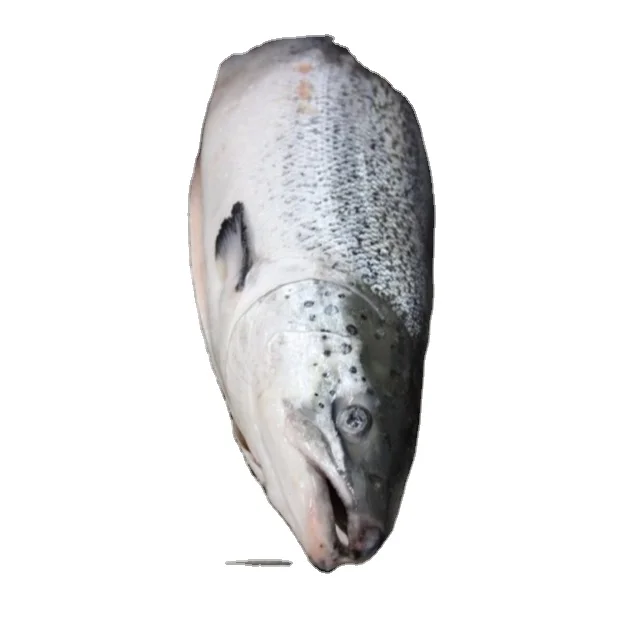 al frozen salmon fish for sale - buy alcoholic beverage,non