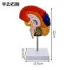 Half-color brain - right side with base stand