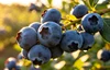 blueberry