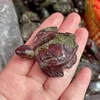 dragon blood