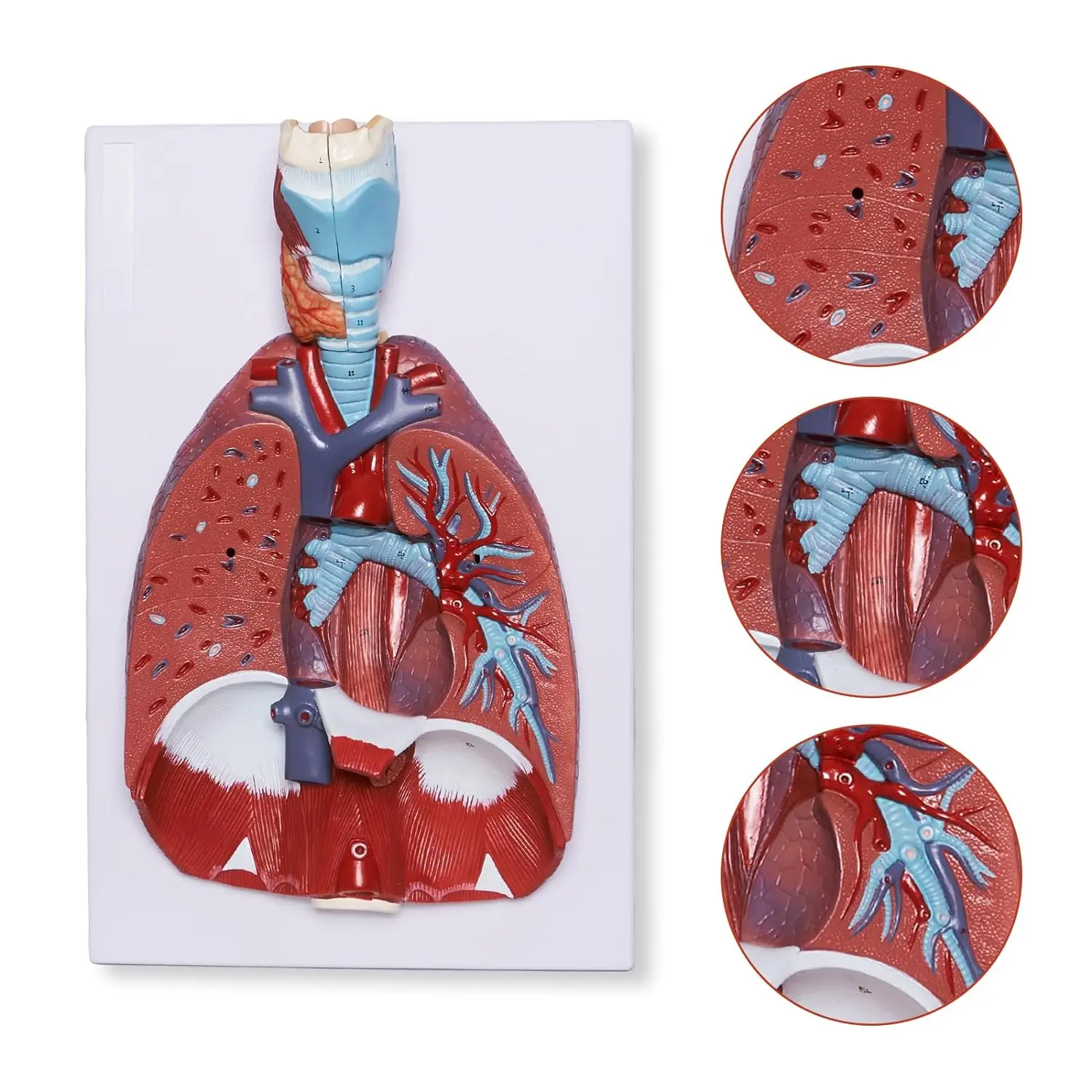 Alibaba.com: 51-part life-size human lung model with 7 removable ...