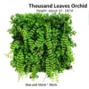 Green Thousand Leaves Orchid