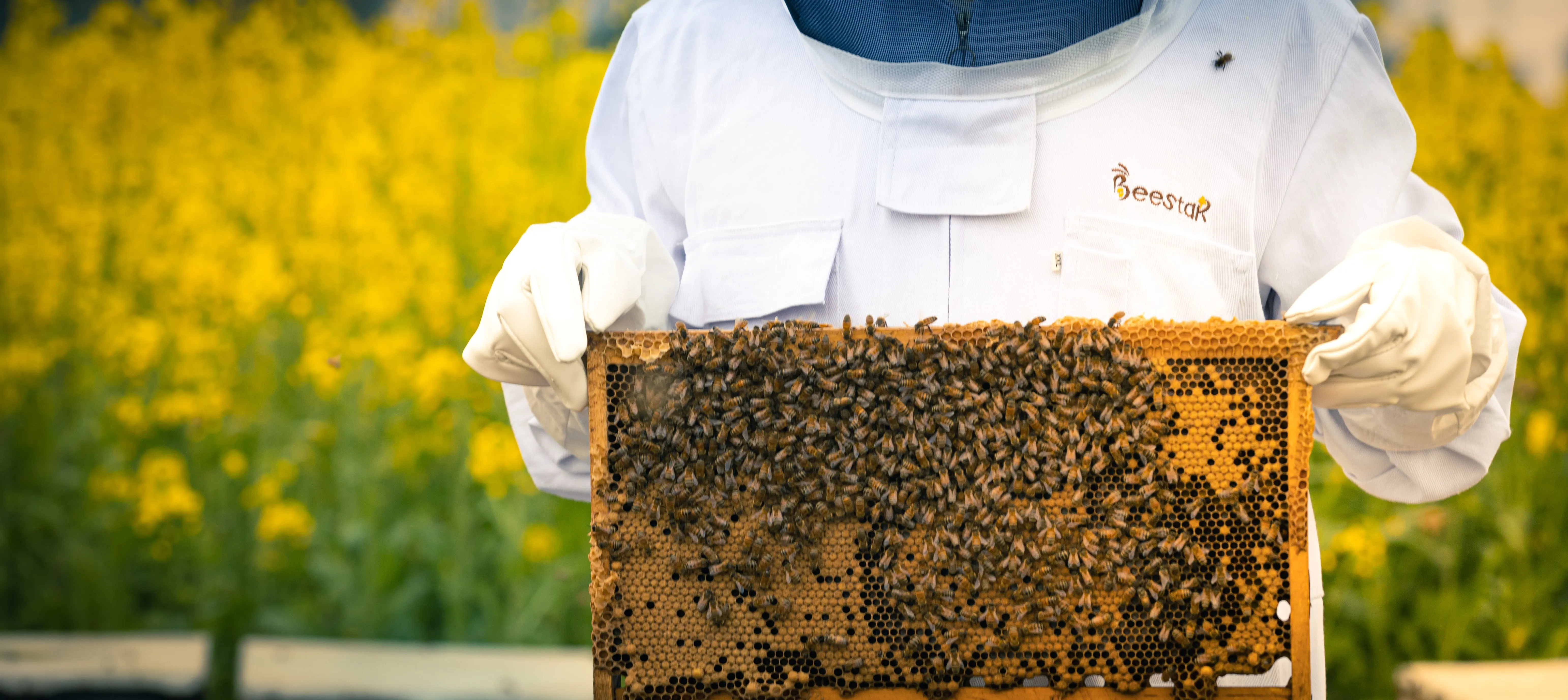 Natural Whitening Propolis Toothpaste with 130g/box and 3 Years Shelf Life for Gentle Oral Care