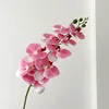 03-Rosa melocotón