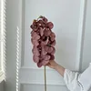 10-head display pattern phalaenopsis orchid-coffee color-1 stem