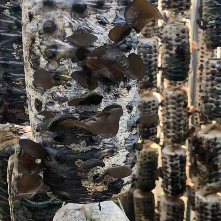 edible fungus