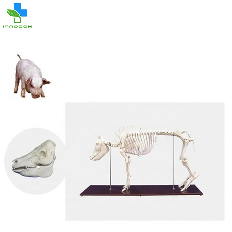 Advanced Pig Skeleton Model Medical Teaching Animal Model Plastic Pig Anatomy Model