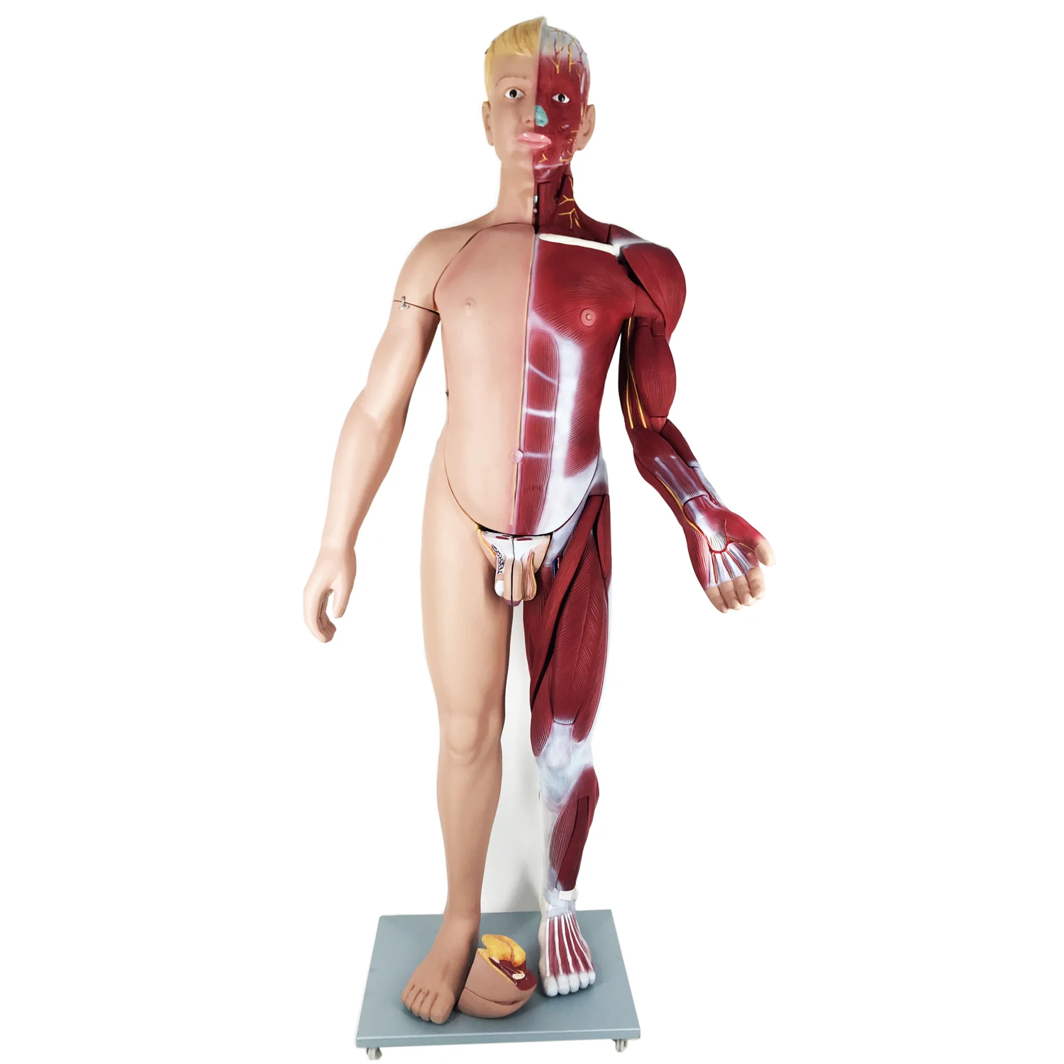 Gelsonlab Hsbm-499 High Quality Human Ife Sized Model 170 Cm Dual Sex Human  Body Muscle Model - Buy Human Body Muscle Model,Human Body Model,Human  Muscle Model Product on Alibaba.com