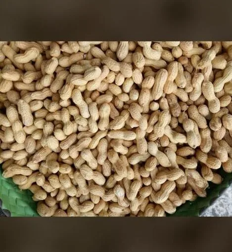 الفول السوداني الخام في قذيفة Sortex جودة فول سوداني بقشره من أصل هندي Buy الفول السوداني Inshell الفول السوداني في شل الفول السوداني Inshell الهند Product On Alibaba Com