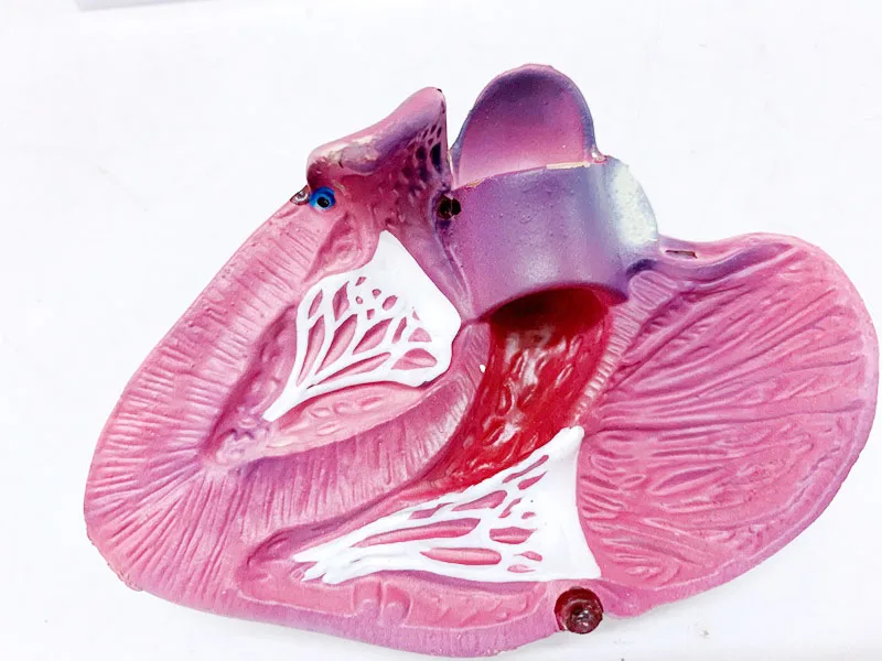 Human Anatomy Heart Model Coronary Artery Bypass And Vascular