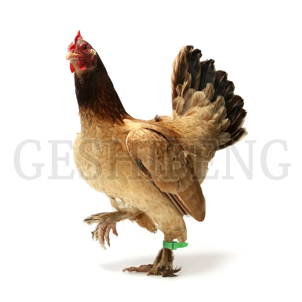 Source Bracelet pour pattes de poulet, accessoire pour animaux de volaille,  anneaux pour pieds on m.alibaba.com