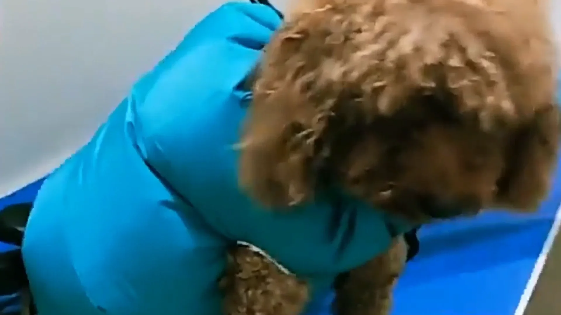 Folding Dog Dry Bag Bath Bathing Tools For Dogs Pet Hair Dryer Blow Bag