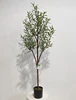 Green 150cm (Tender Bud Version)