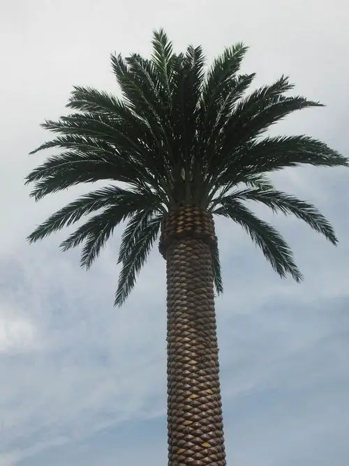 30m Date Palm Tree Monopole for Etisalat UAE