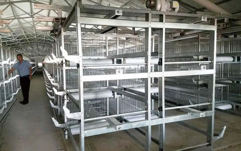 Poultry Cage Broiler Farm Equipment Automatic Battery Cages System For Broiler Chicken 13