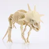6 grandi scheletri di dinosauro