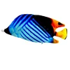 pez mariposa azul