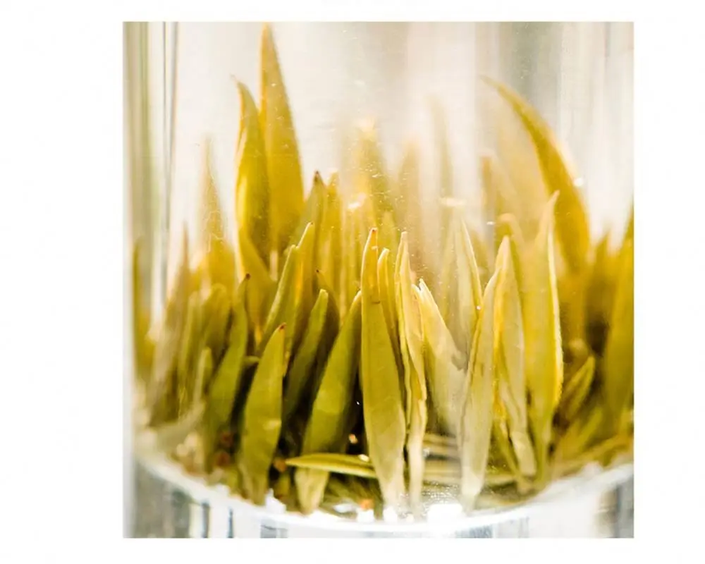China ‘s 10 Most Famous Teas Jun Shan Yin Zhen mountain Silver Needle yellow tea-