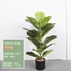 0.6M Fiddle-leaf Fig