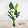 5 ft (160cm)